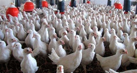 Rusia indicó que la cepa h5n8 de la gripe aviar fue identificada en trabajadores de una granja del la información sobre el primer caso registrado en el mundo de transmisión de la gripe aviar (h5n8). OMS PIDE PRECAUCIÓN POR CASOS DE GRIPE AVIAR EN RUSIA ...