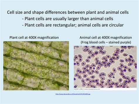 Plant cells have three organelles not found in animal cells. Plant And Animal Cell Microscope Slides - Micropedia