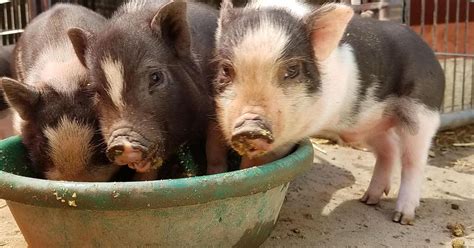 Teacup Pigs Are The Cutest Scam In The World Huffpost