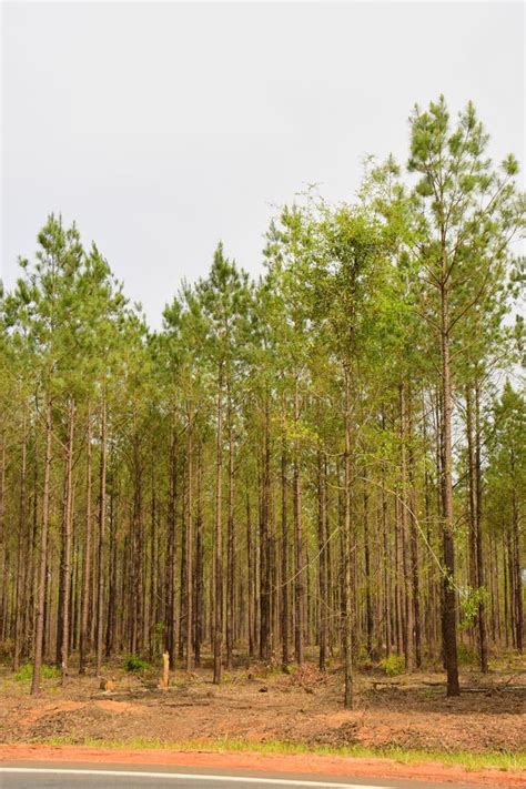 Georgia Pine Tree Plantation Stock Photo Image Of Colour Branches