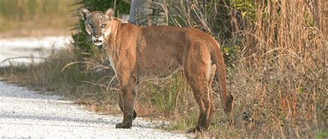 Eastern Puma Declared Extinct 80 Years After Last Confirmed Sighting