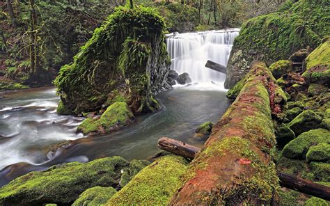 Forest River Waterfall Log Moss Rocks 2560 X 1600