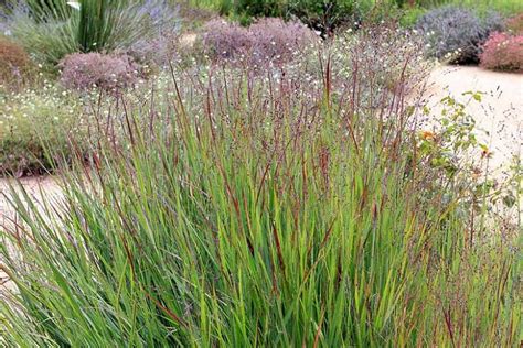 Panicum Virgatum Shenandoah Switch Grass Perennial Grasses