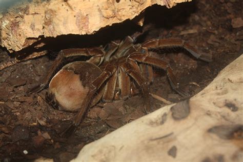 What Is The Largest Arachnid That Has Ever Lived Mursdumondecom