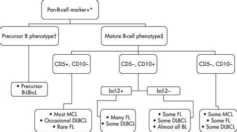 Nodal Aggressive B Cell Lymphomas A Diagnostic Approach Journal Of