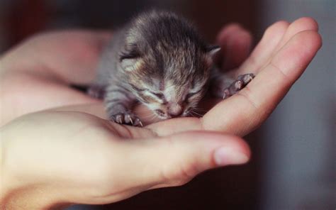 There is only one way. Cute Little Newborn Kitten Wallpaper for Widescreen ...