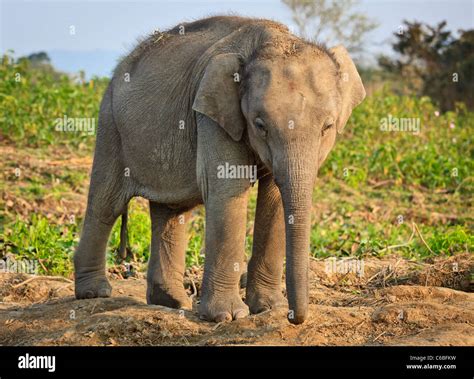 Indian Elephant And Baby Hi Res Stock Photography And Images Alamy