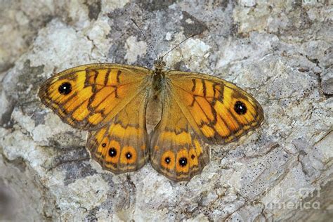 Wall Brown Butterfly Photograph By Heath Mcdonaldscience Photo Library