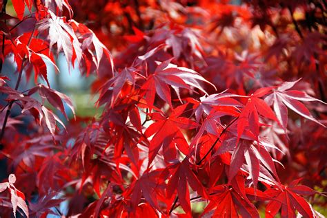 The maple leaf symbolizes fall in japanese culture and its use is widespread. Fireglow Japanese Maple - Monrovia - Fireglow Japanese Maple