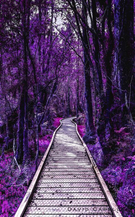 Purple Wonderland Path Purple Flower Pictures Lavender Fields