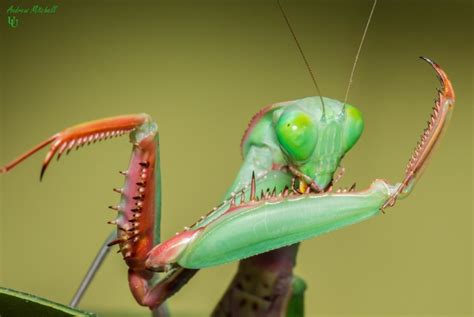 Hierodula Majuscula Giant Rainforest Mantis The Praying Mantis
