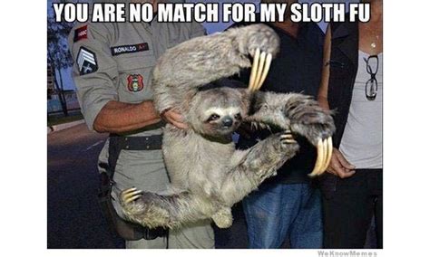 The 8 Best Sloth Memes
