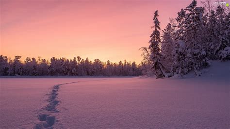 Trees Snow Great Sunsets Forest Winter Viewes Traces For Phone