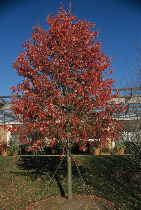 Acer Rubrum Franksred Red Sunset® Maple Evans Nursery