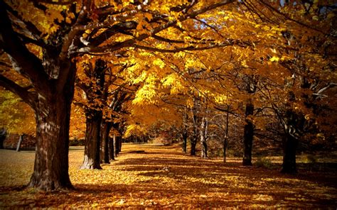 Funny Pictures Gallery Fall Forest Background Fall