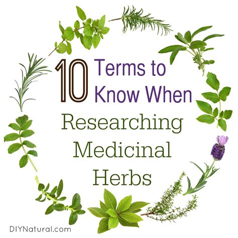 Medicinal Herbs 10 Terms You Need To Know For Research