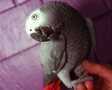 British Parrot Returns Four Years Later Speaking Spanish