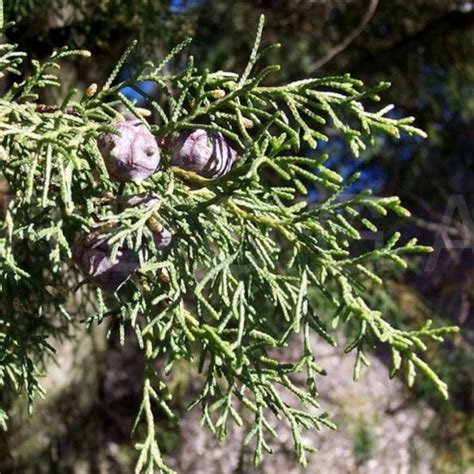 Chinese Weeping Cypress Tree Seeds Cupressus Funebri Etsy