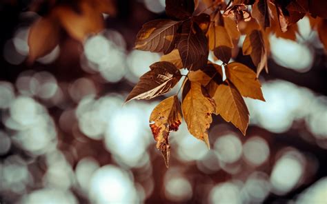 Shallow Focus Photography On Brown Leaves Hd Wallpaper Wallpaper Flare