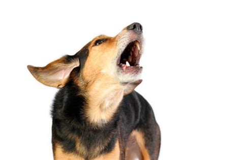 Dog Barking All Day How To Get Your Dog To Stop Barking