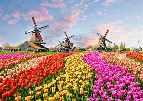 Los Campos De Tulipanes En Holanda Mi Viaje