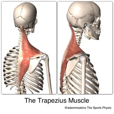 Trapezius Upper Middle And Lower Divisions Learn Your Muscles