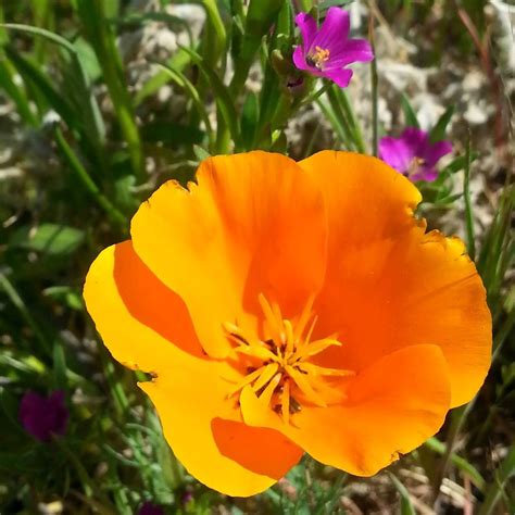 Antelope Valley California Poppy Reserve Lancaster Ca
