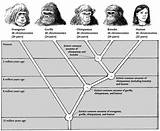 Theory Of Evolution Humans Photos