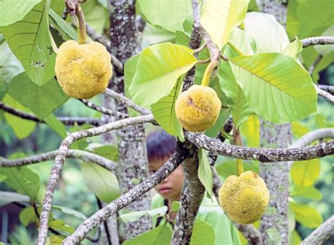Pdf | semenanjung blambangan atau dikenal dengan alas purwo terletak di kabupaten banyuwangi. Tarap hadiah dari Negeri Di Bawah Bayu | BHplus | Berita ...