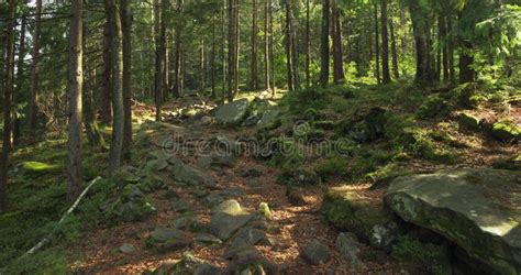 Spring Time Peaceful Atmospheric Pine Forest Landscape In Highland