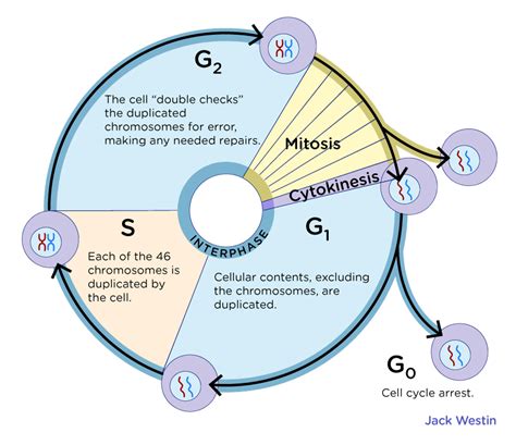 Phases Of Cell Cycle G0 G1 S G2 M Mitosis Mcat Content