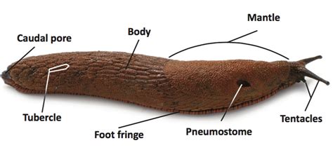 Mollusc Key