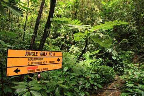 Taman Negara National Park Private Day Tour From Kuala Lumpur With