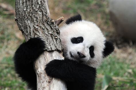 Panda Baby Wallpaper