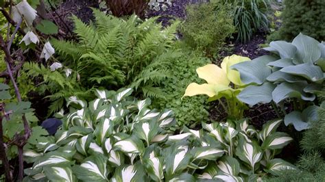 Ferns And Hostas~~love Them Plants Hostas Garden