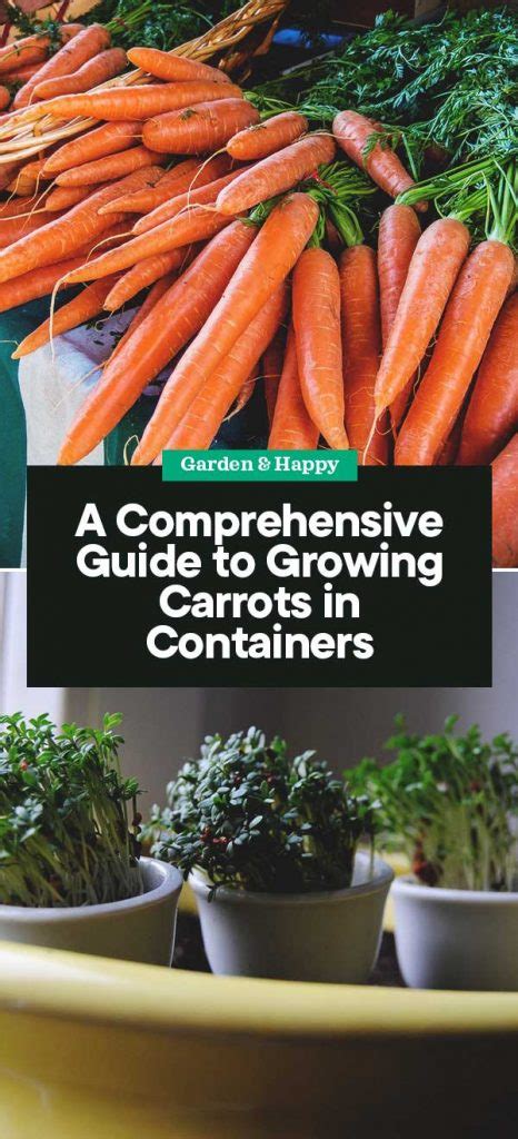 A Comprehensive Guide To Growing Carrots In Containers Garden And Happy
