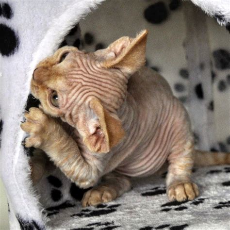 The latter being the type seen in the cornish rex. Pin by Curly Pride Devon Rex Cattery on Curly Pride Devon ...