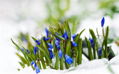 Snow Spring Flowers Wallpaper Nature And Landscape Wallpaper Better