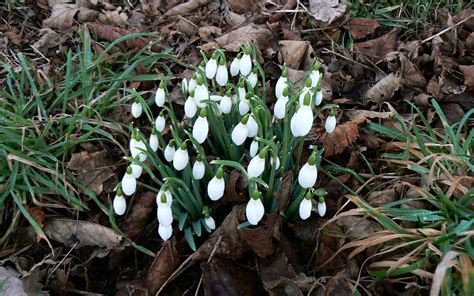 A Kilchoan Diary First Signs Of Spring