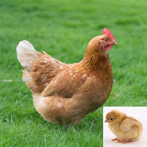 sex link chicken poultry wiki fandom