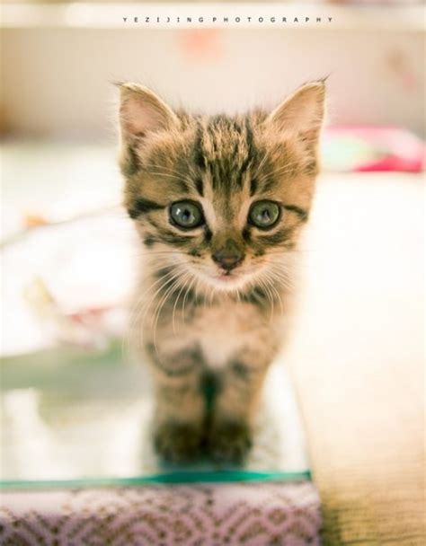 Small Sweet Clingy And Super Cute Love Meow Tabby Kitten Cute