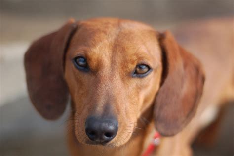 Dachshund Dog Face Photo And Wallpaper Beautiful