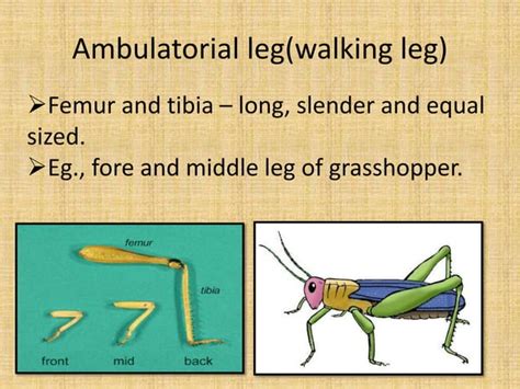 Types Of Insect Legs