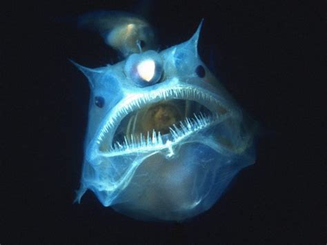 Freaky Deep Sea Creatures