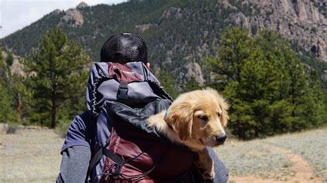 Expert Tips You Should Know When Traveling With Your Pets