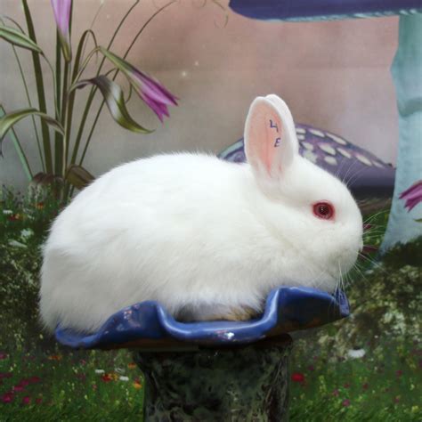 Netherland Dwarf Rabbit Rabbits For Sale Natick Ma 273057