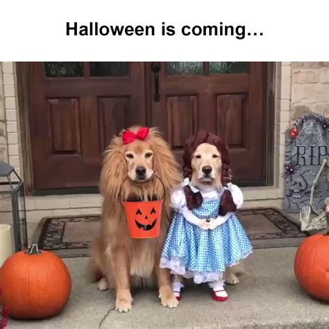 √ how i am going to be on halloween funny ann s blog