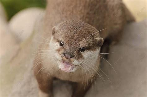 Asian Short Clawed Otter Endangered Otter Mammal Photo Background And