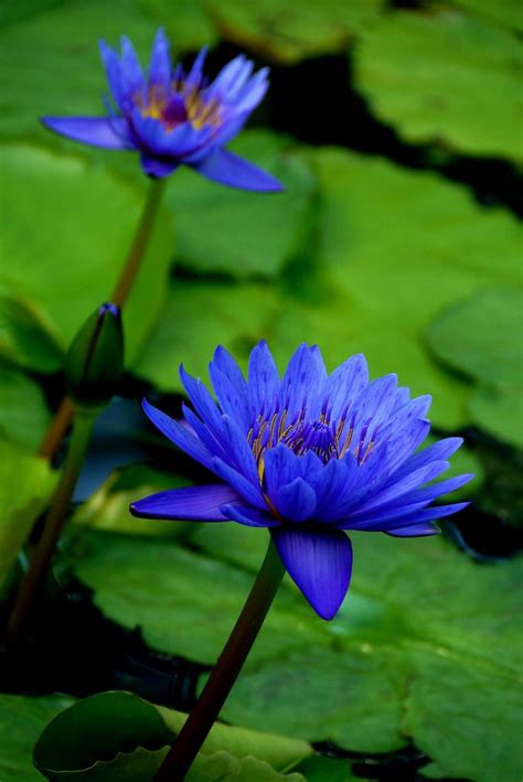 Blue Water Lilies Blue Lotus Flower Lily Flower Flower Garden Plans