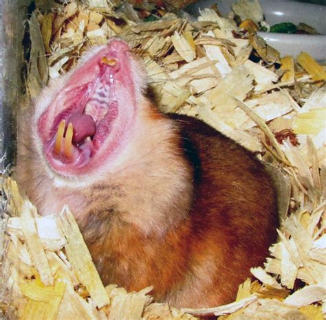 Yawning Hamsters Look Terrifying